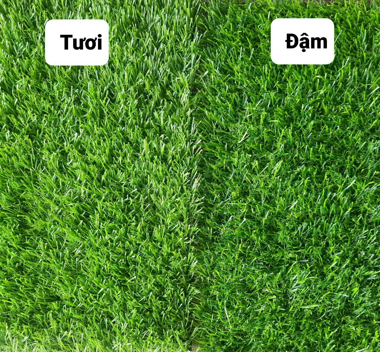Thảm cỏ nhân tạo 2cm 